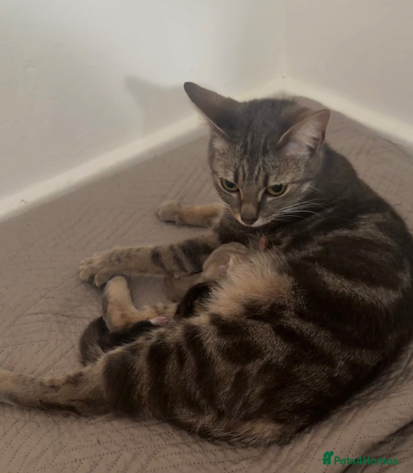 Mixed Breed cats Rehoming kitten and mom Free - Advert 1