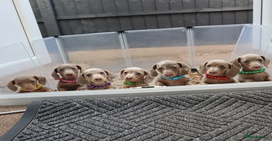 Miniature Dachshund dogs - Advert 7