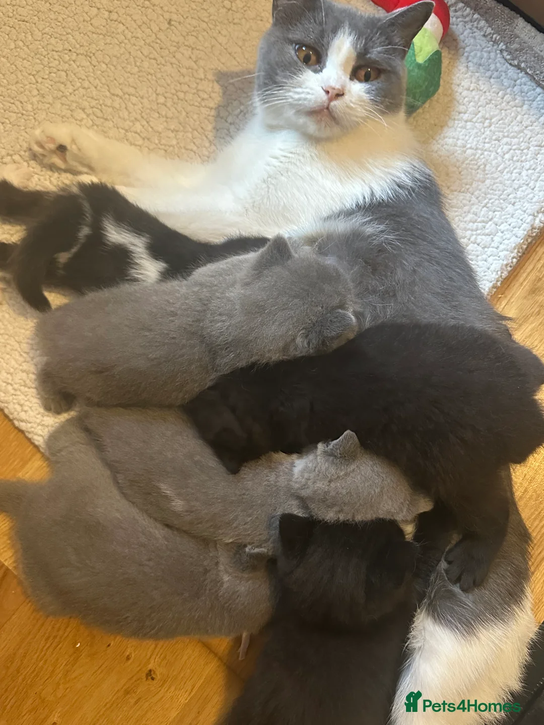 British Shorthair cats for sale: Bagira – Gorgeous Black British Shorthair Kitten❤️ - Advert 2