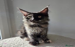 Maine Coon cats for sale: One TICA-Registered Maine Coon Kittens Available - Image 13