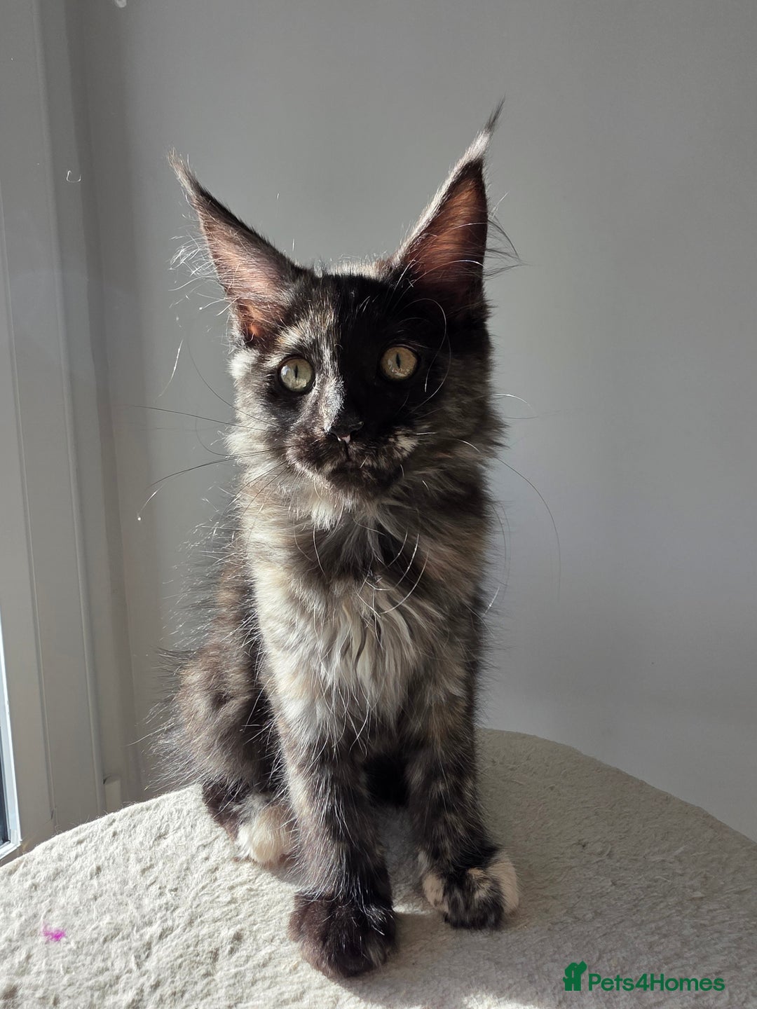 Maine Coon cats for sale: One TICA-Registered Maine Coon Kittens Available - Image 13