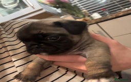 Mixed Breed dogs for sale: Pug X puppies for sale-  1 girl 1 boy - Image 14