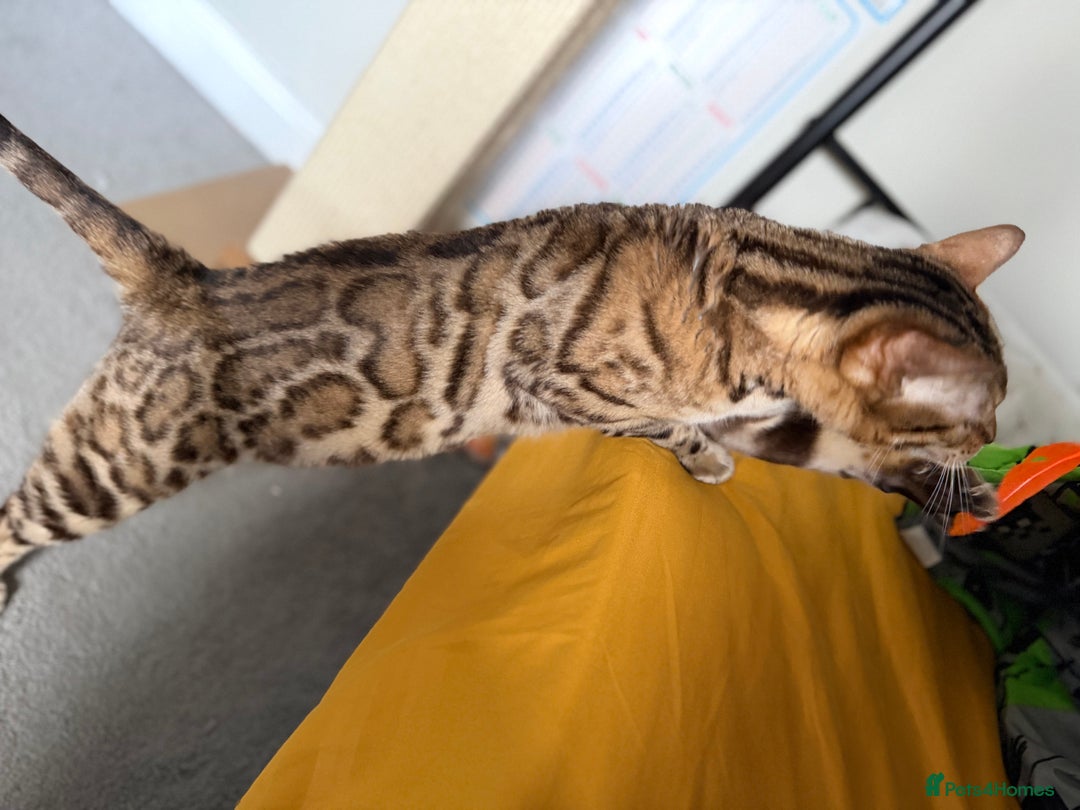 Bengal cats for sale: Exceptional Seal Sepia Bengal Queen  - Advert 8