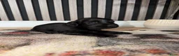 Cocker Spaniel dogs for sale: Cocker Spaniel Puppies  in Ashford - Advert 5