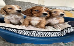 Cockapoo dogs for sale: Stunning cockapoos  - Image 1
