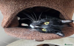 Mixed Breed cats for sale: 2 adorable cats looking for a new loving home - Image 6