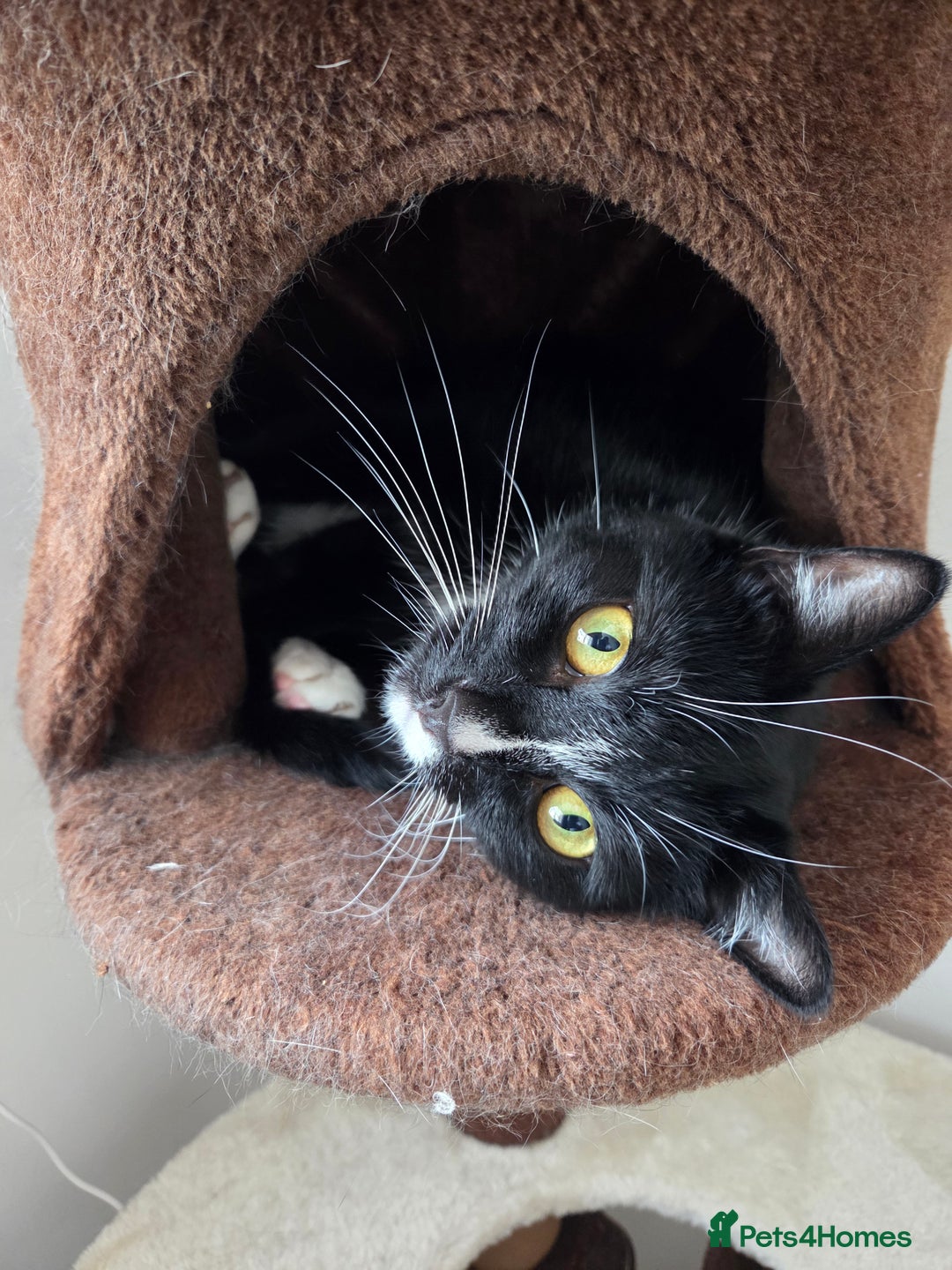 Mixed Breed cats for sale: 2 adorable cats looking for a new loving home - Image 6