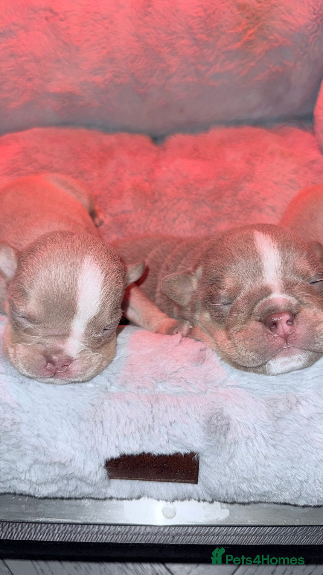 English Bulldog dogs for stud: Vincent aka vinny  - Advert 12