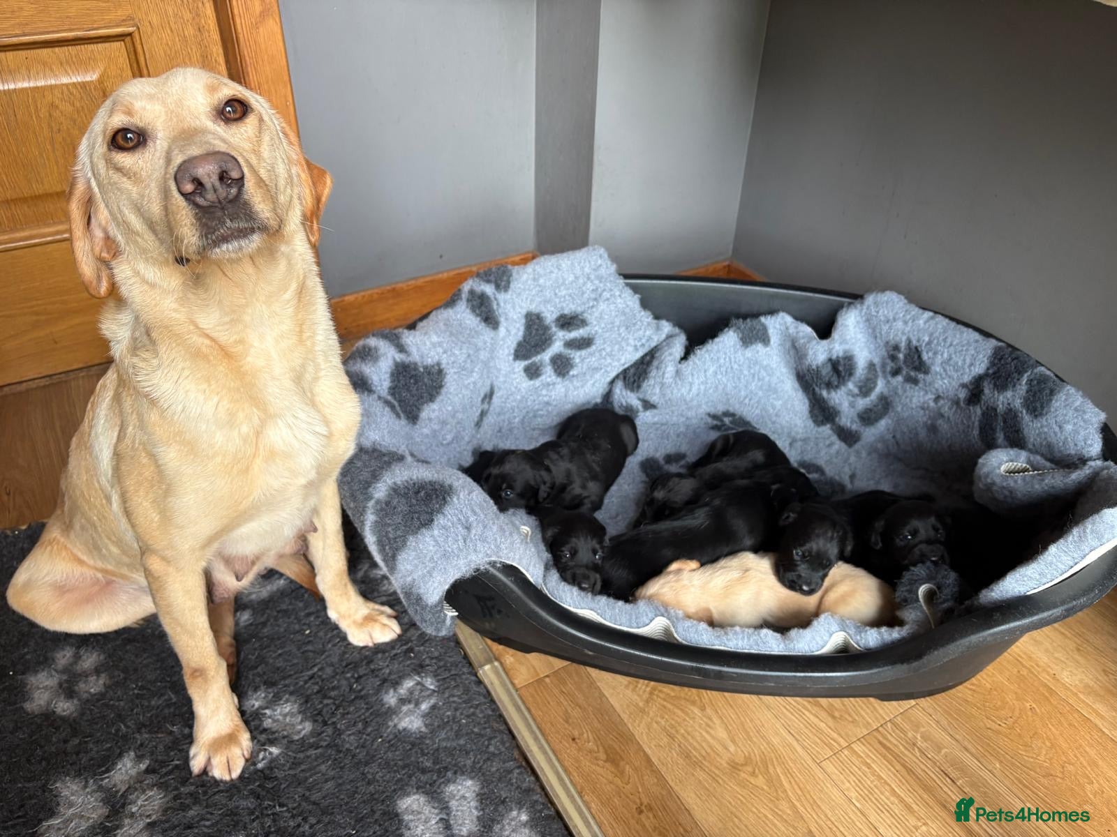 Cockerdor dogs Labrador X Cocker Spaniel Puppies - Advert 2