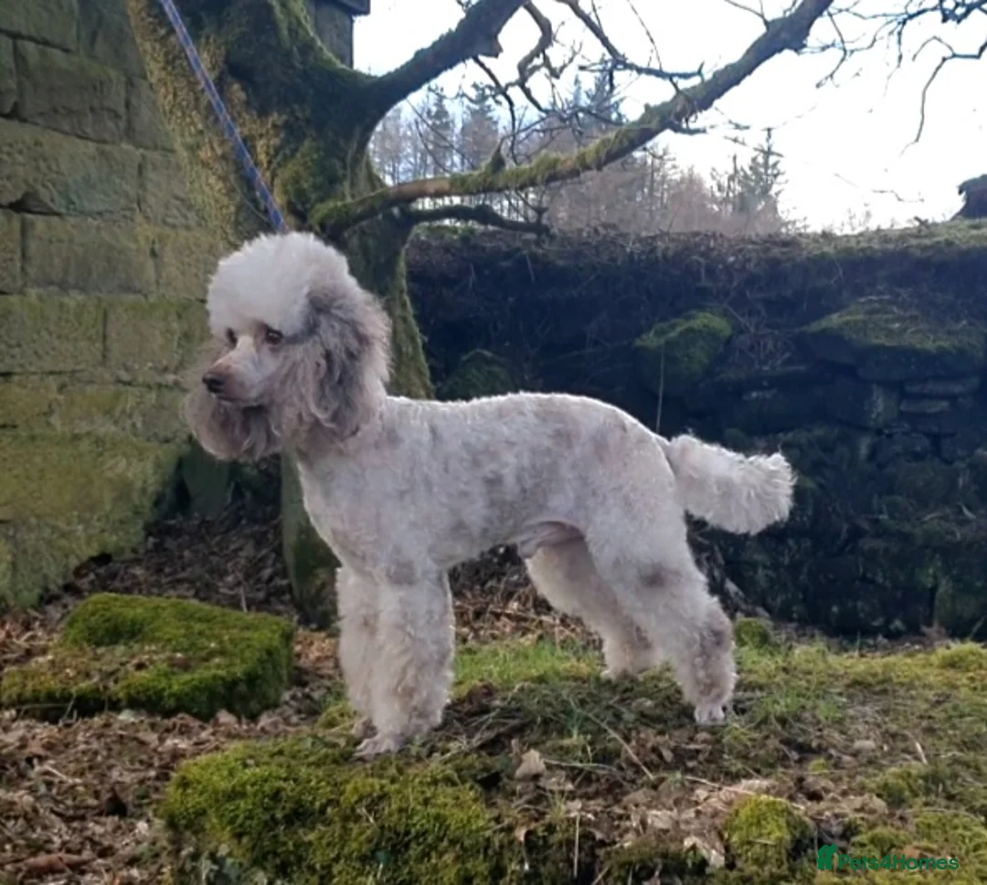 Poodle dogs for stud:  CHOCOLATE MERLE PHANTOM CARRYING PARTI in Todmorden - Advert 22