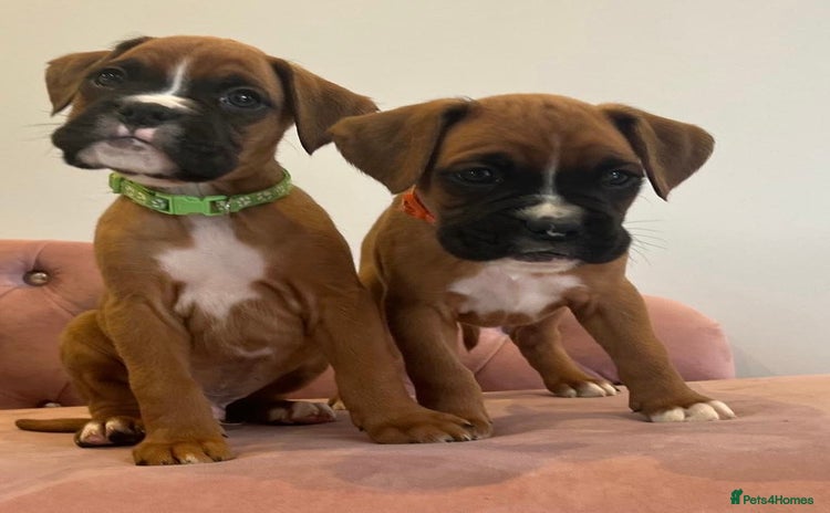 Boxer dogs - Advert 1