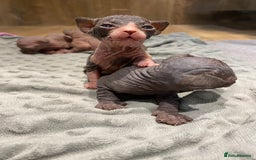 Sphynx cats for sale: Kittens sphinx Canadian  - Image 10
