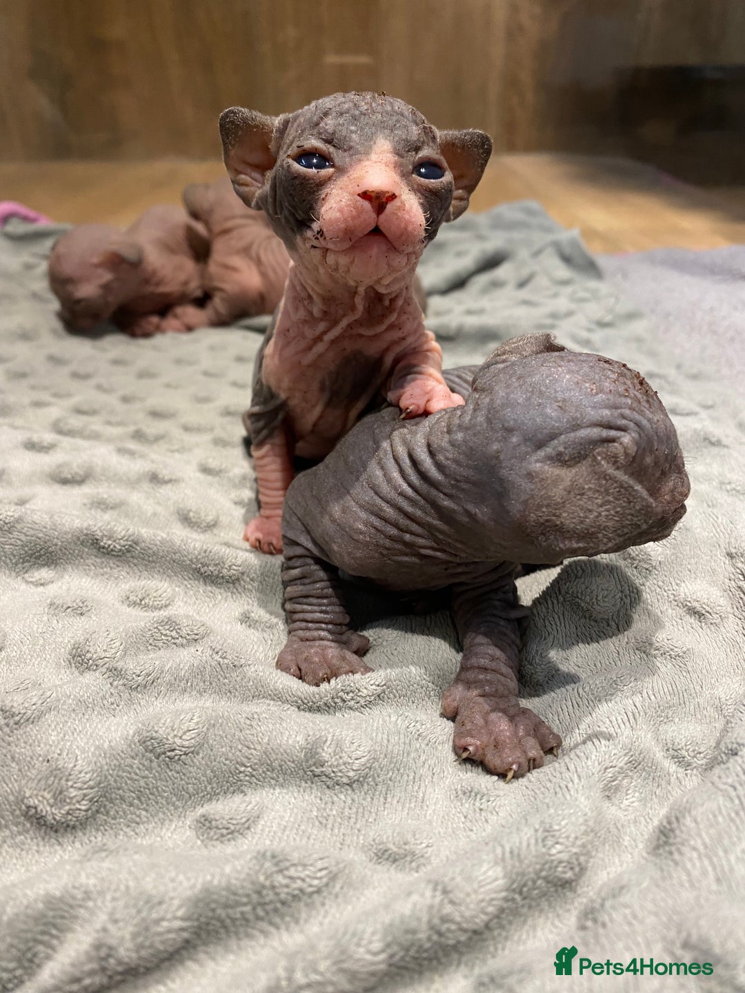 Sphynx cats for sale: Kittens sphinx Canadian  - Image 10