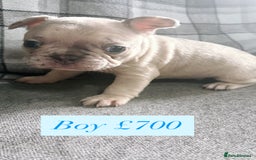 French Bulldog dogs for sale: French bulldog  - Image 5