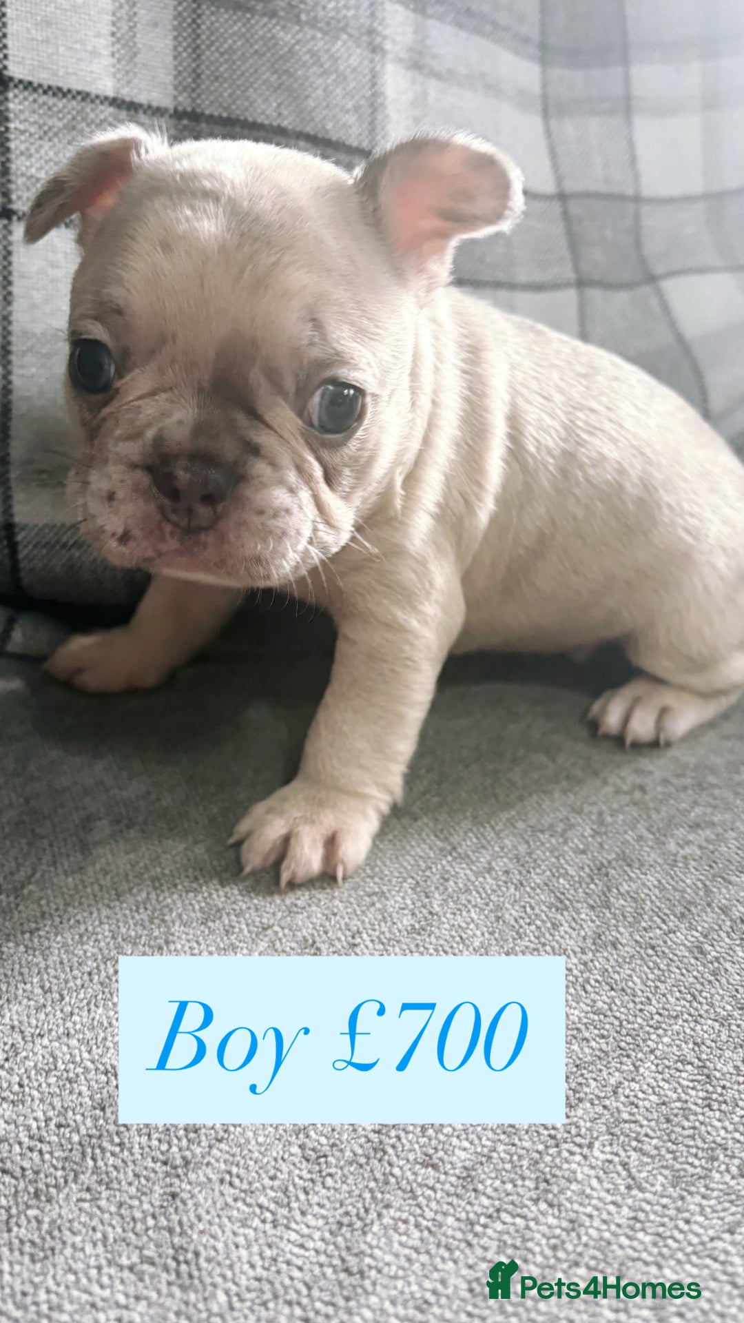 French Bulldog dogs for sale: French bulldog  - Image 5