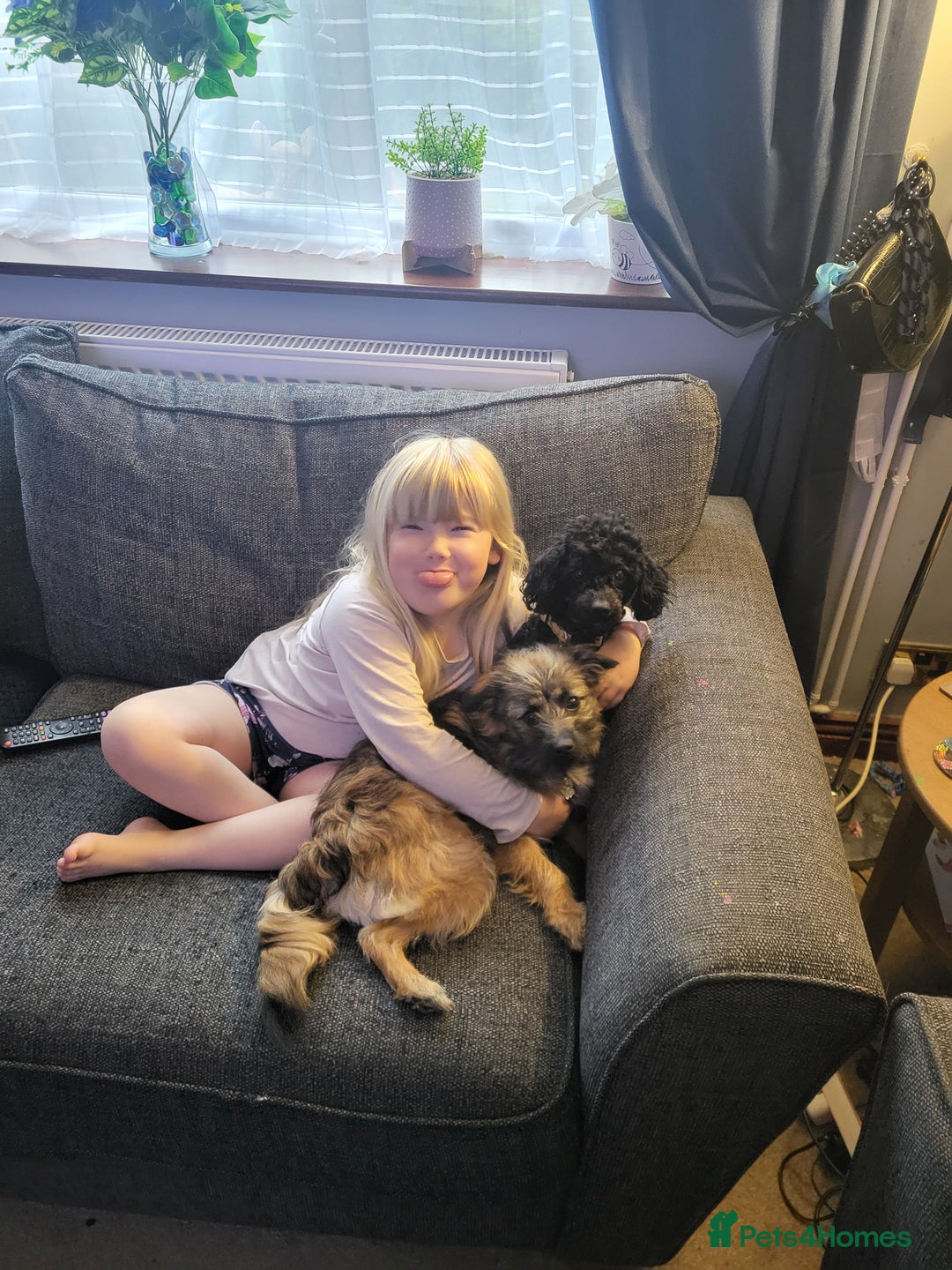 Pomapoo dogs for sale: Mother and daughter for sale  - Image 4