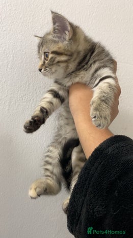 Scottish Fold cats Cute grey Scottish fold kitten - Advert 13