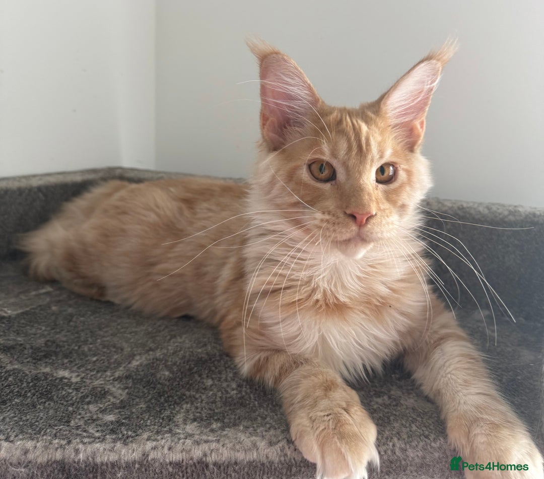 Maine Coon cats for sale: Amazing girl ready to leave.. - Image 2