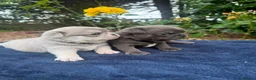 Pug dogs for sale: Pup Puppies - Advert 20