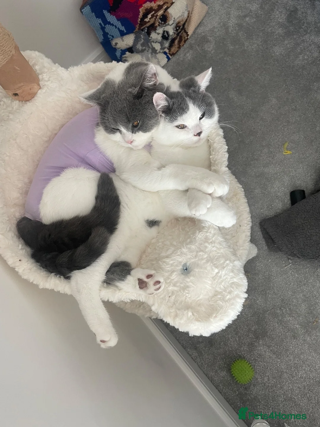 British Shorthair cats for sale: Teddy&Snowy-Looking for Forever Home Together  in Northampton - Advert 1