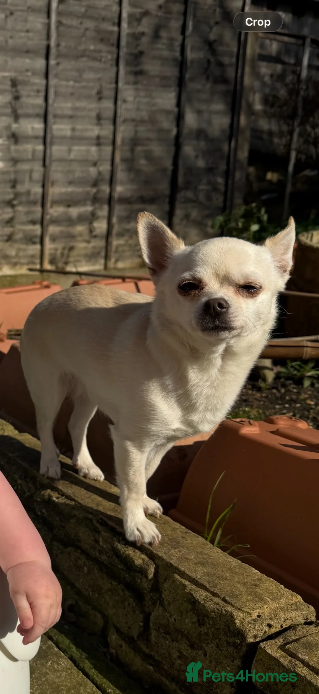 Chihuahua dogs for sale: 7 year old chihuahua  - Advert 2