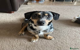 Dachshund dogs for sale: 1 year old Dachshund  - Image 1