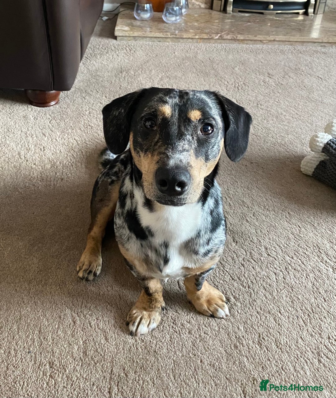 Dachshund dogs for sale: 1 year old Dachshund  - Image 1