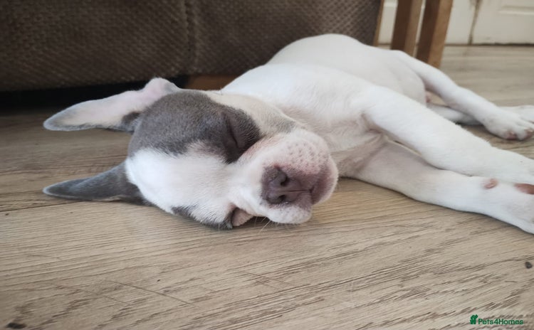 French Bulldog dogs - Advert 14