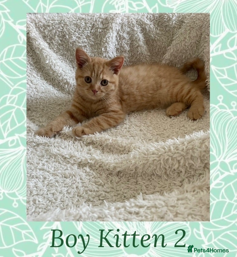 British Shorthair cats 🩷 British Shorthair Tabby Kittens *Ready Now* 💙 - Advert 2