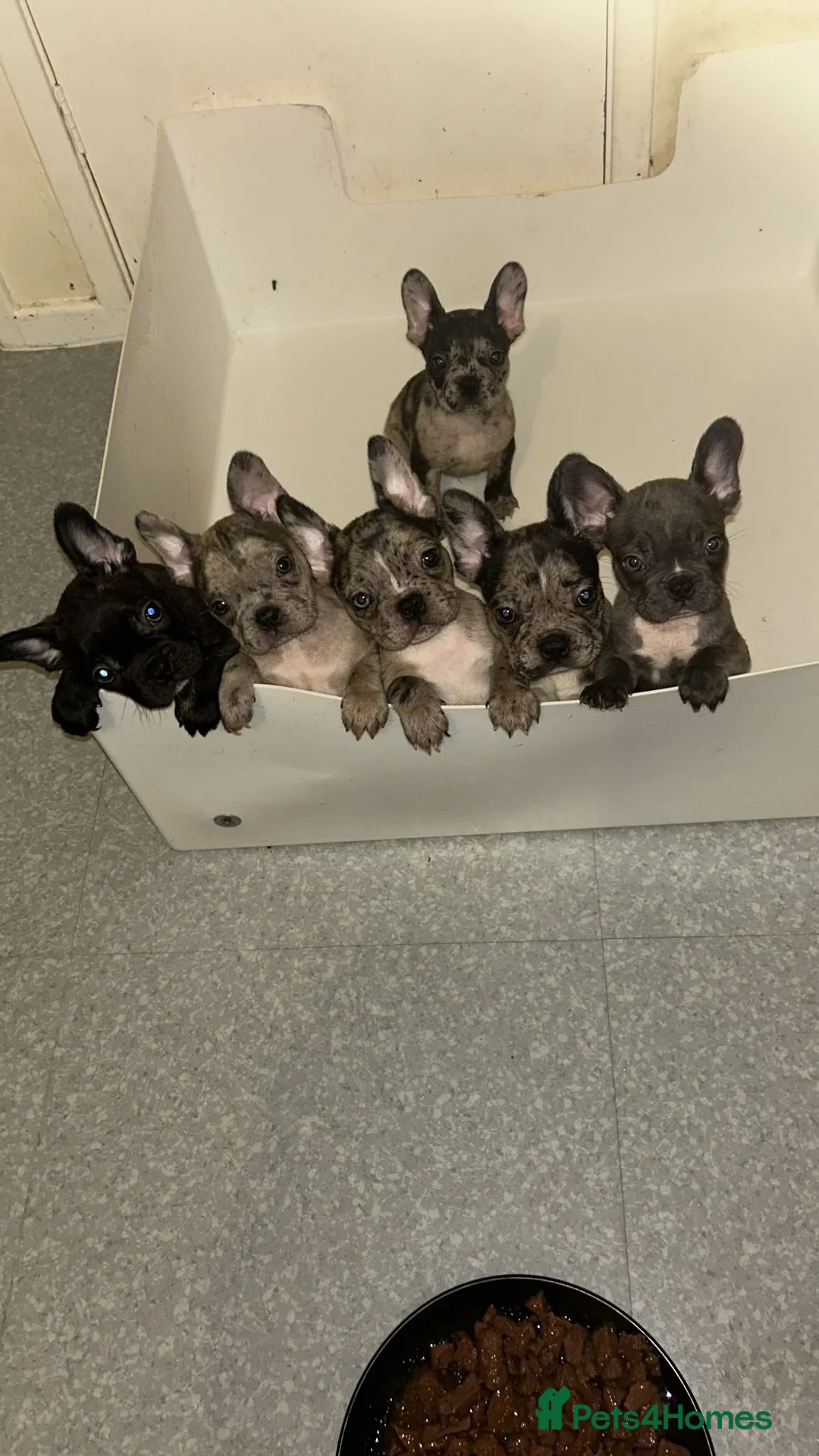 French Bulldog dogs for sale: Ready to leave - French Bulldog Puppies - Advert 2