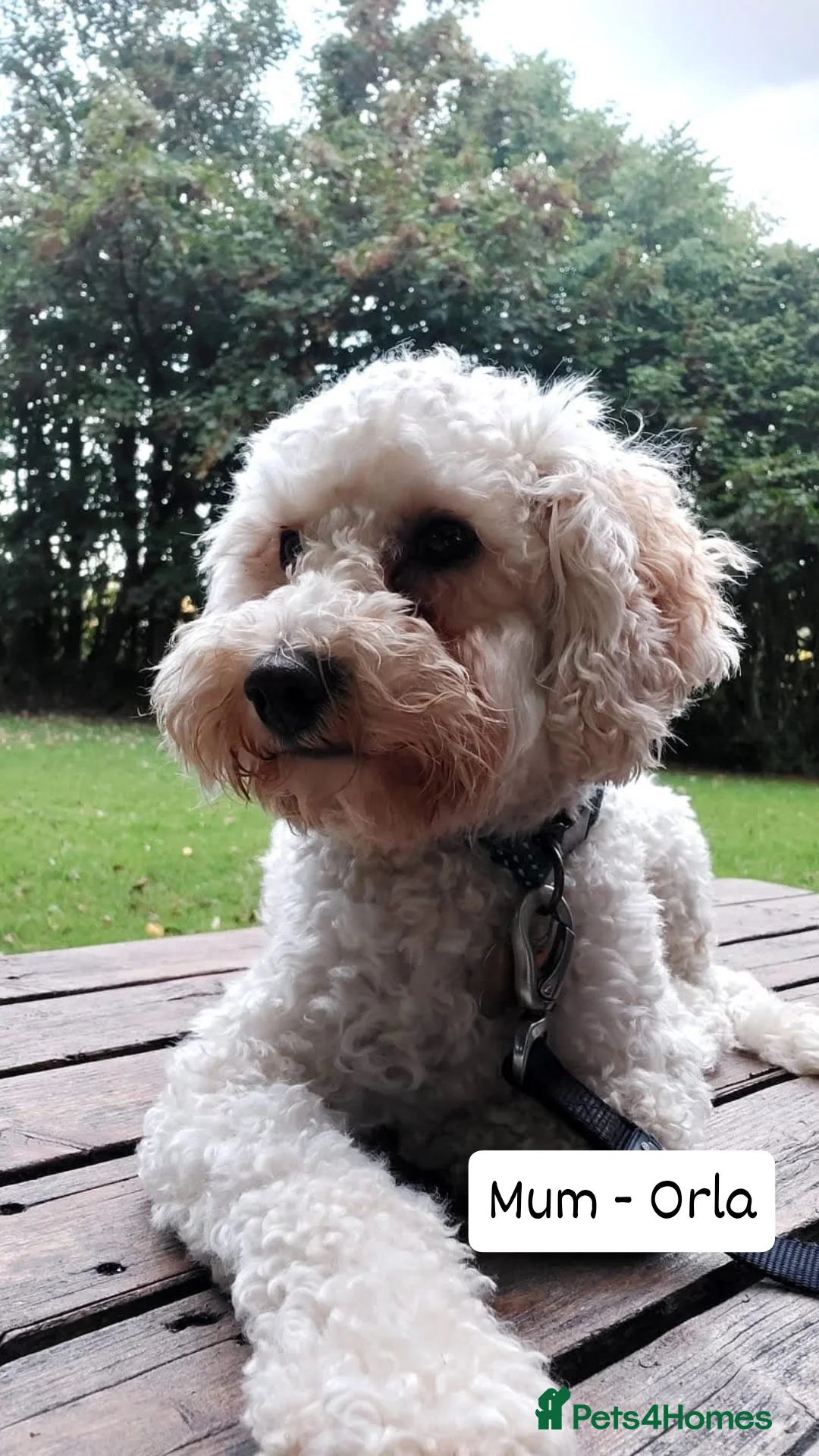 Cockapoo dogs for sale: F1B Small Cockapoo Puppies. Only 2 boys available  - Image 9