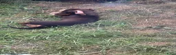 Miniature Dachshund dogs for sale: Chocolate and Tan miniature dachshund - Advert 4