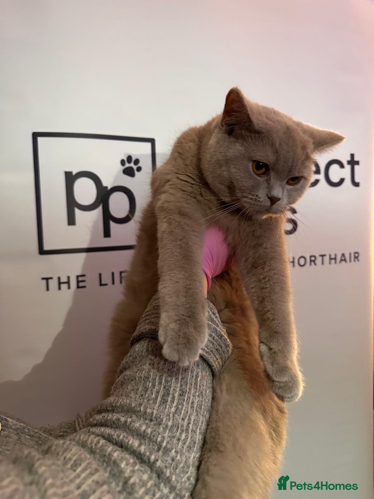 British Shorthair cats 3 lilac British short hair kittens  - Advert 1