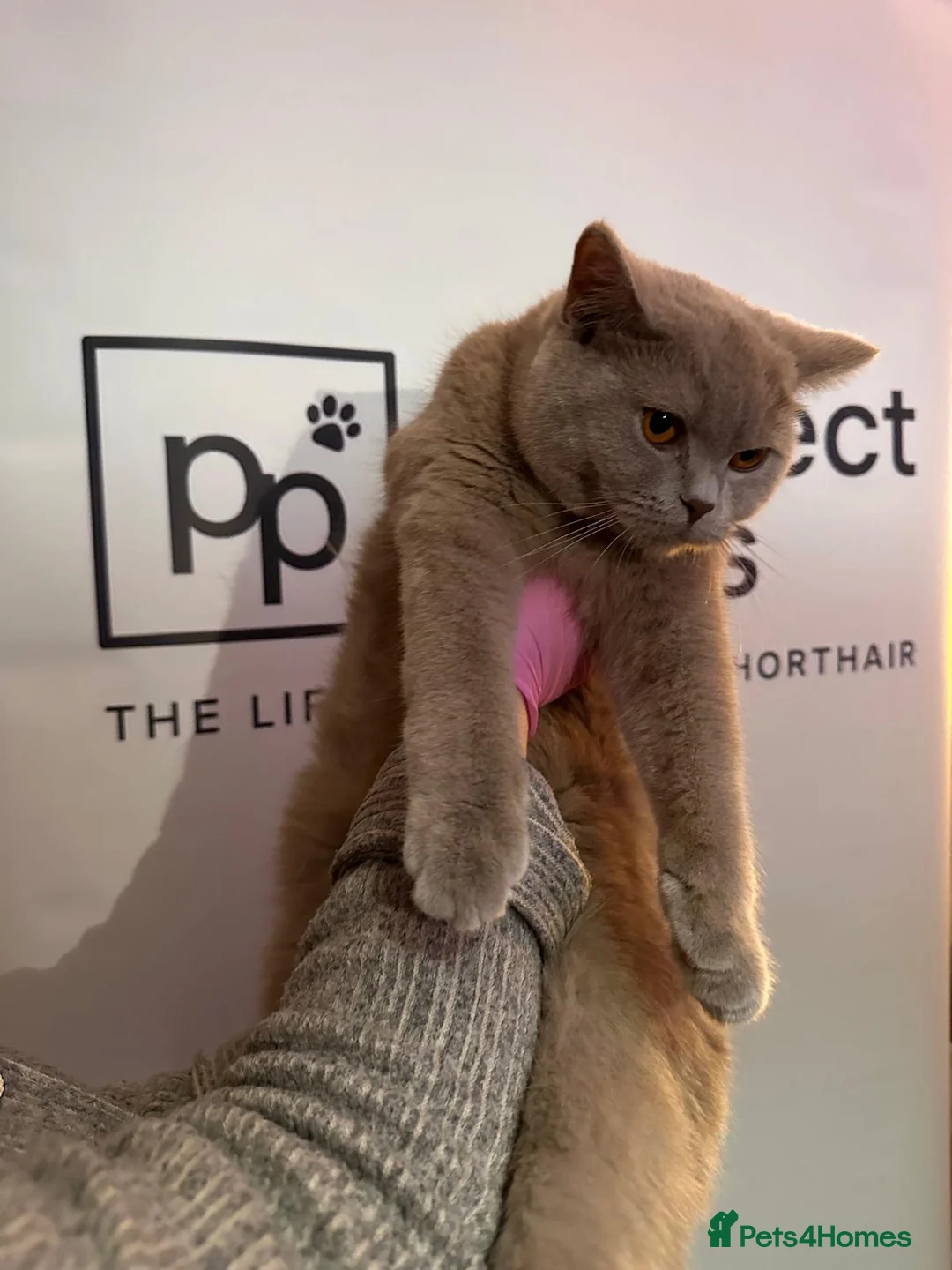 British Shorthair cats for sale: 3 lilac British short hair kittens  in London - Advert 1