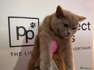 British Shorthair cats 3 lilac British short hair kittens - Advert 1