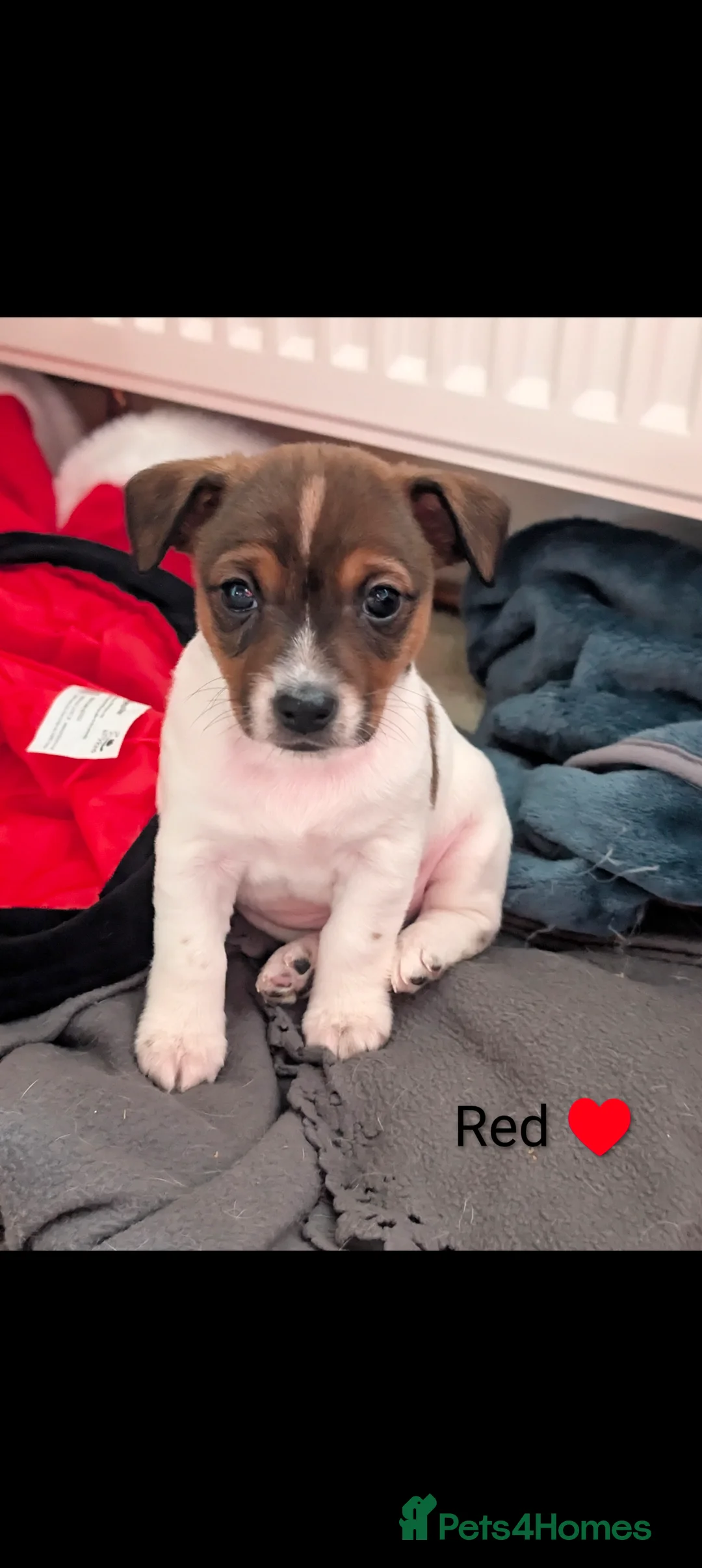 Jack Russell dogs for sale: 🐶 Jack Russell Boys – Ready Monday 23rd Feb🐶 - Advert 12