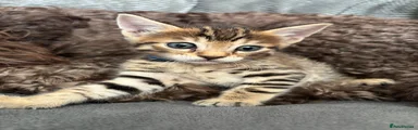 Bengal 2