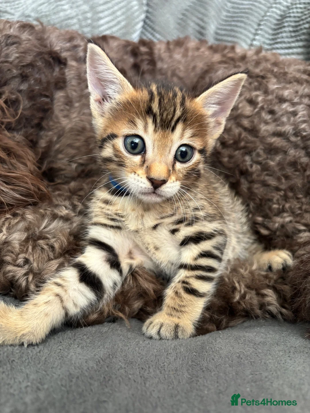 Bengal cats for sale: Bengal 75% maine coon 25%   - Advert 2