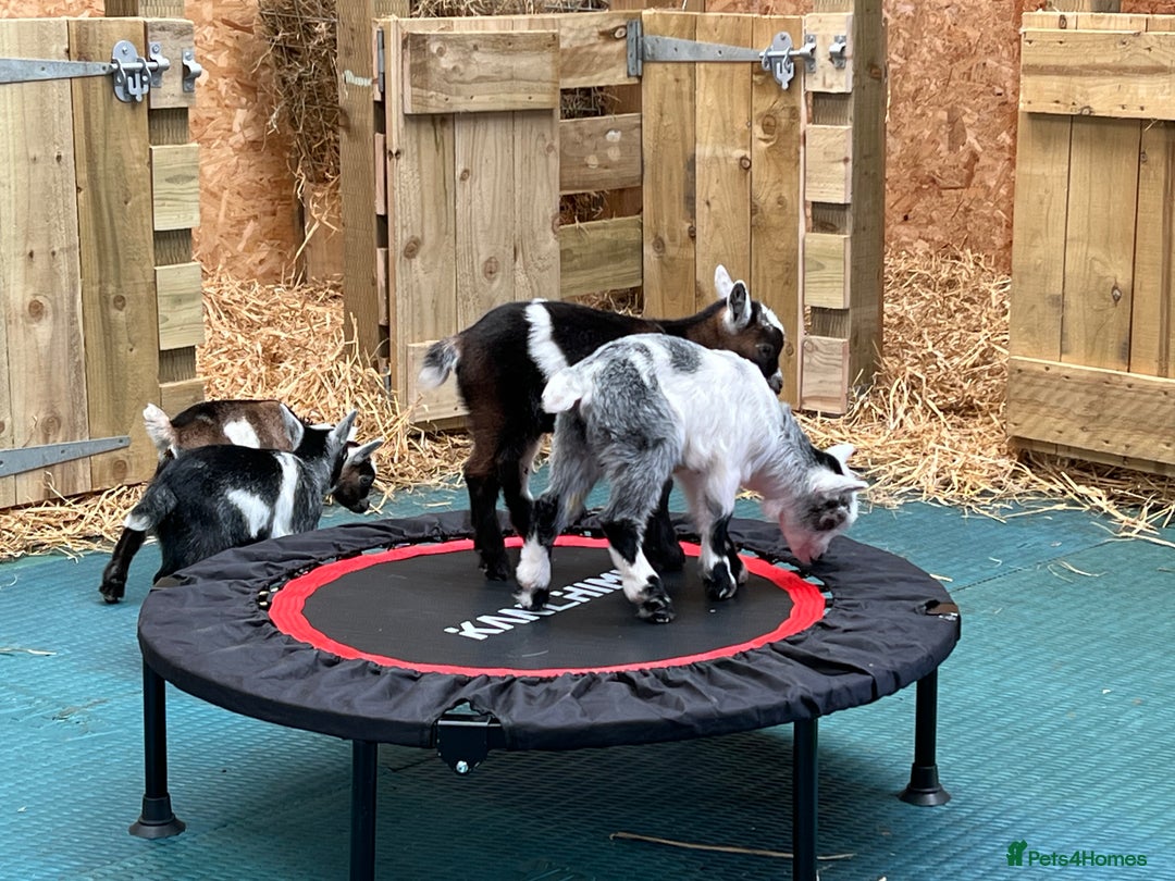Goats livestock for sale: Pygmy nanny’s disbudded CAE and johnnes tested - Image 7
