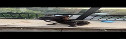 French Bulldog dogs for sale: 👑Future king in the making 👑 - Advert 7