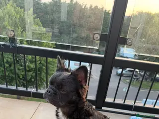 French Bulldog dogs 👑Future king in the making 👑 - Advert 6