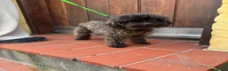 Toy Poodle dogs for sale: Tiny Sable Asian Toy Poodle - 2kg - Advert 4