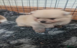 Pomeranian dogs for sale: Top Quality -KC registered  - Image 32