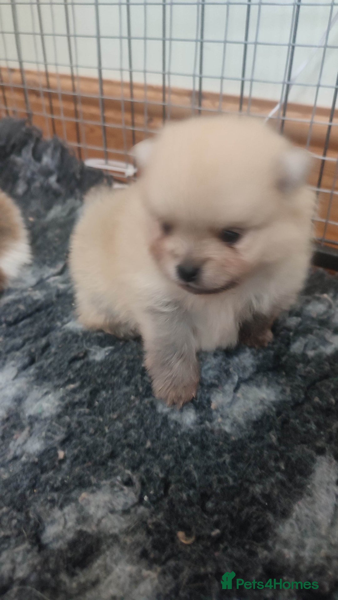 Pomeranian dogs for sale: Top Quality -KC registered  - Image 32