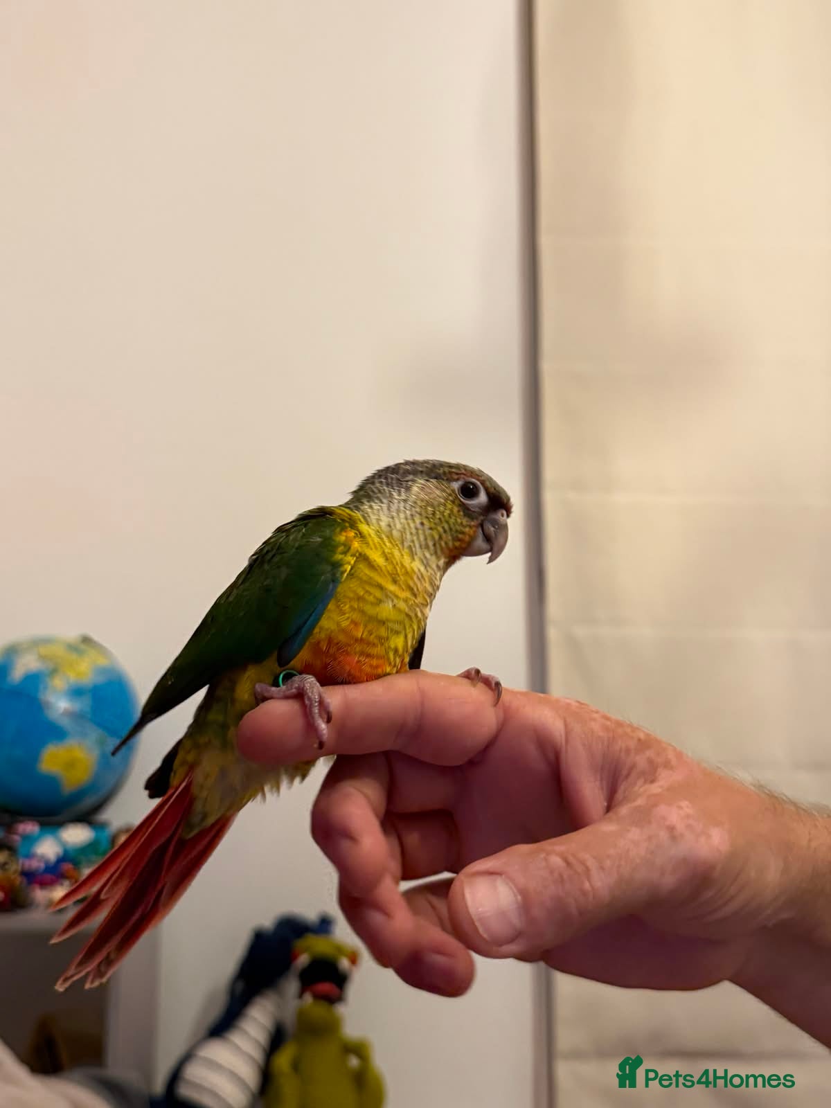 Conures birds Tamed baby conures - Advert 1
