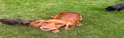 Cocker Spaniel dogs for sale: Cocker spaniel puppies - Advert 8