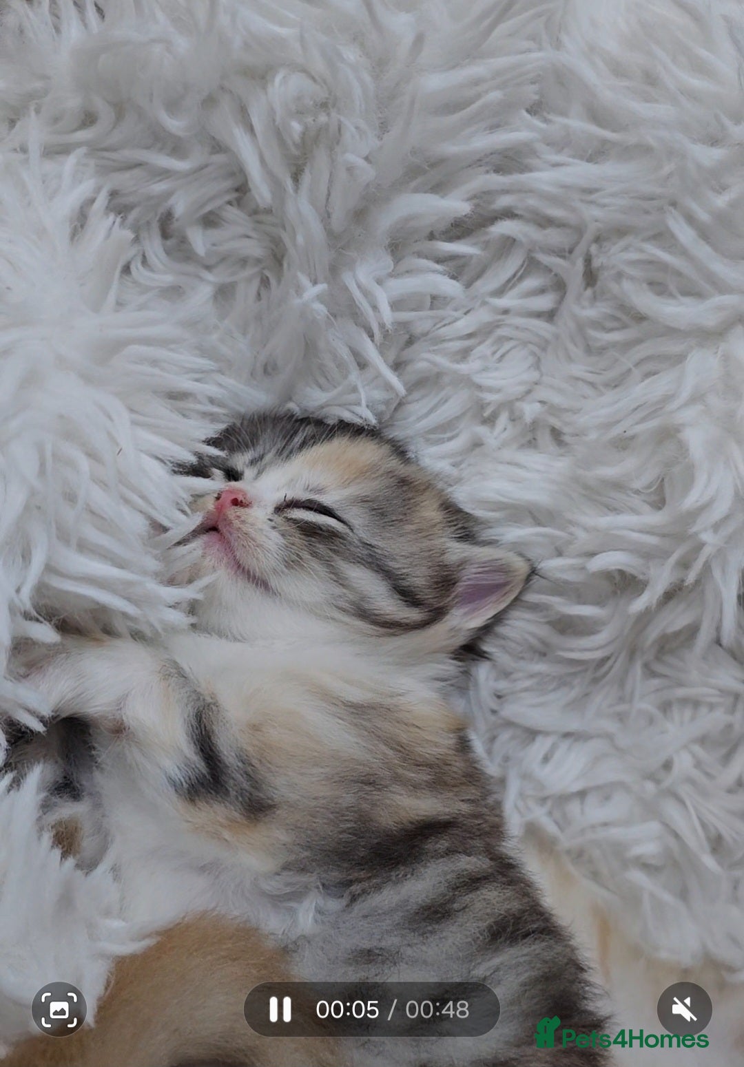 Persian cats for sale: Adorable Persian kittens - Advert 4