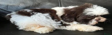 Shih Tzu 1