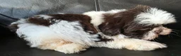 Shih Tzu dogs for sale: Amazing imperial shih tzu puppies ready now - Advert 34