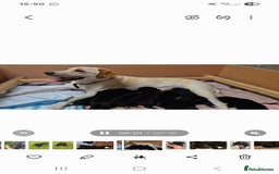 Labrador Retriever dogs for sale: Borador puppies! - Image 14